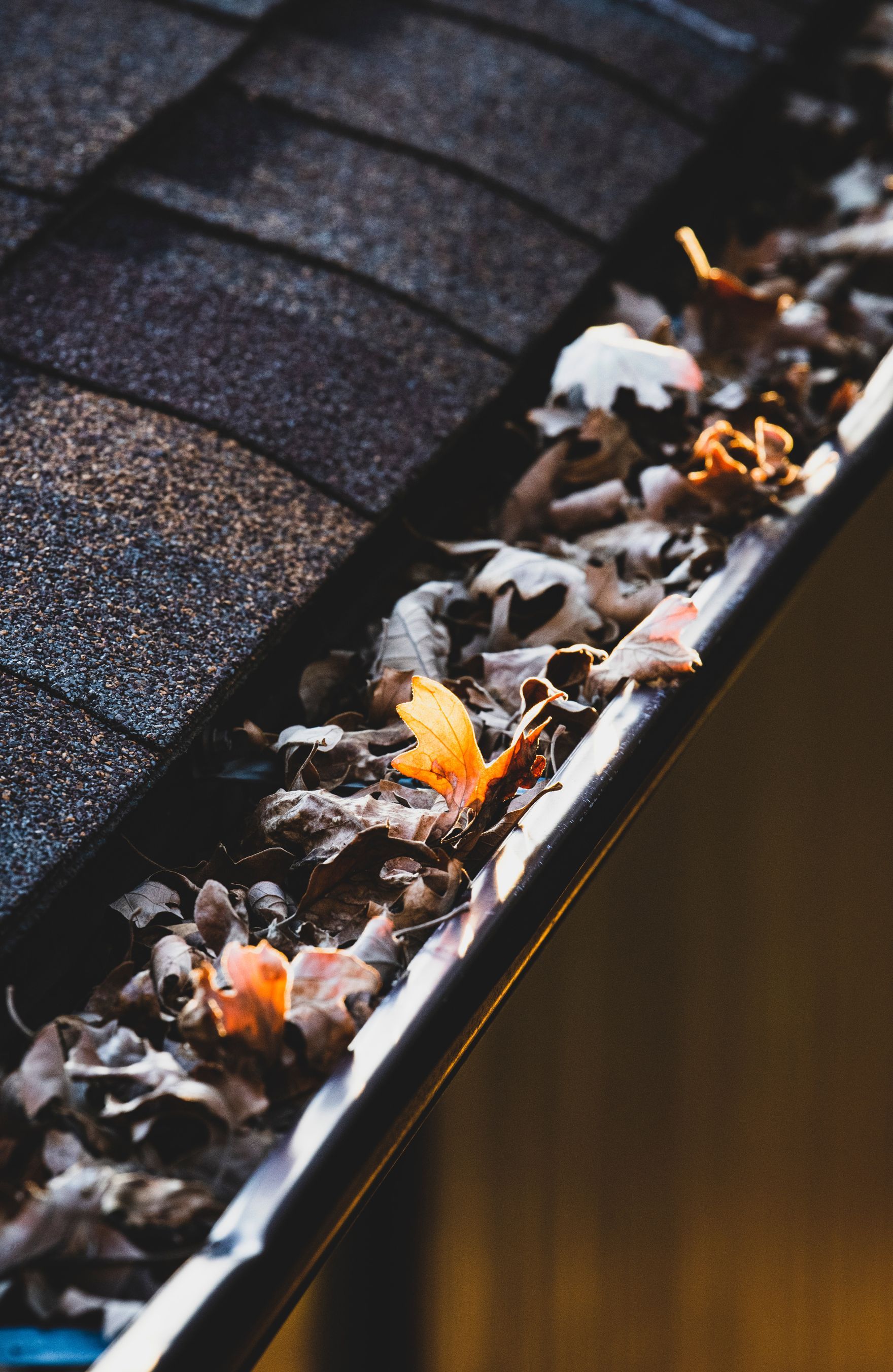 leaves in a gutter